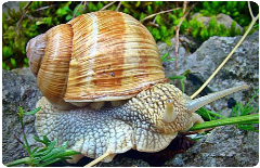 Gljiva Komerc doo puž snail